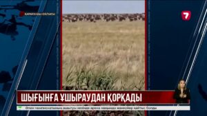 Қарағанды облысында егістік алқабын киіктер таптап жатыр