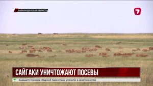 Фермеры Карагандинской области опасаются нашествия сайгаков