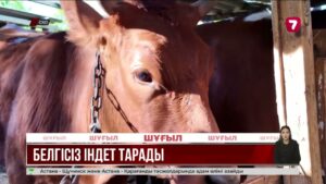СҚО-да төрт түлік белгісіз ауруға шалдыға бастады