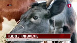 В Ильинке из-за болезни скота ограничили летний выпас животных