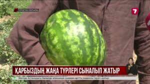 Жетісайлық шаруалар қарбыздың жаңа сортын ұсынды
