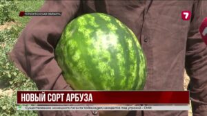 Ученые работают над новым сортом арбуза