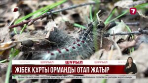 СҚО-да жібек қүрты орман алқабын отап тастаған