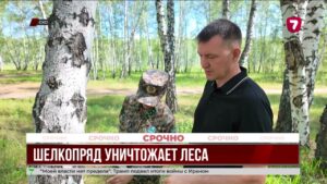Шелкопряд стремительно захватывает леса Северного Казахстана