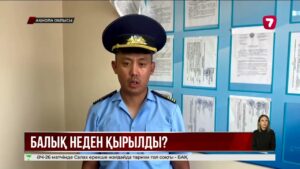 Зерендіде табылған балық өлекселері жұртты алаңдатты