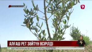 Жетісайлық шаруалар зәйтүн ағашын өсіріп жатыр