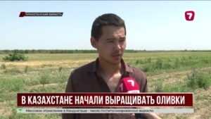 Оливковые деревья впервые высадили в Казахстане