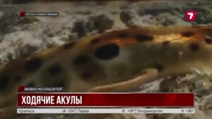 Учёные обнаружили ходячую акулу