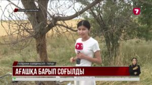 Түркістан облысында жол апатынан бір әулеттің 5 қызы көз жұмды
