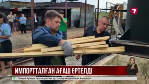 СҚО-ға Ресейден жеткізілген ағаштан қауіпті зиянкес табылды