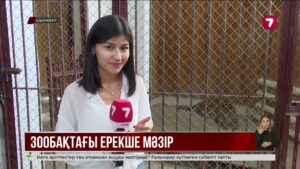 Шымкент зообағында жануарлар балмұздақпен қоректенеді
