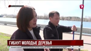 Аномальная жара губит деревья в Усть-Каменогорске