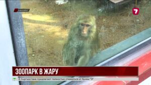 В жару животных Шымкентского зоопарка спасают мороженым