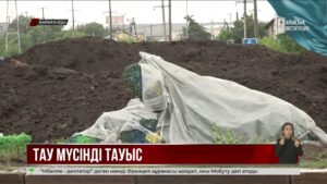 Қарағандыда екі бірдей тауыс құсының бейнесі орнатылып жатыр