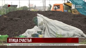 Гигантские павлины украсят одно из колец Караганды