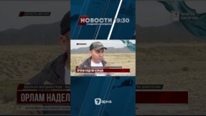 Степные орлы Жетысу стали объектом научного исследования
