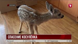 В Павлодарской области спасли детеныша косули по кличке Томи