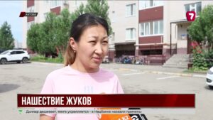 Жители Актобе жалуются на нашествие чёрных жуков