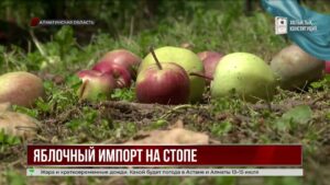 В Казахстане могут временно запретить импорт яблок