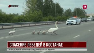 Полицейские в Костанае остановили движение ради семьи лебедей
