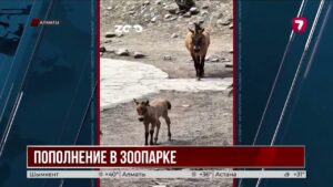 В Алматинском зоопарке родился жеребёнок лошади Пржевальского