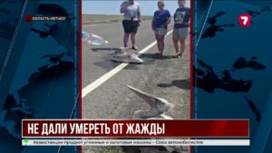 Обессиленных пеликанов спасли во время жары в Текели