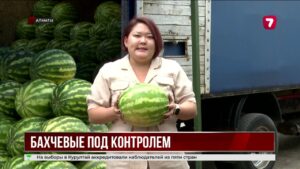 Сезон арбузов: проверяют ли ягоды на нитраты