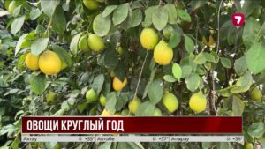 В Шымкенте появится один из крупнейших тепличных комплексов страны.