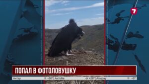 Редкого птенца черного грифа впервые засняли в Чарынском нацпарке