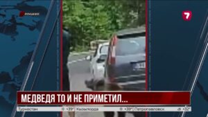 Турист не заметил, как к нему вплотную подошел медведь