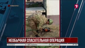 В Талдыкоргане спасатели вызволили козу из бетонной ловушки