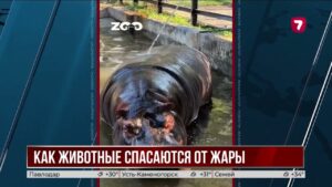 Алматинский зоопарк спасает животных от жары