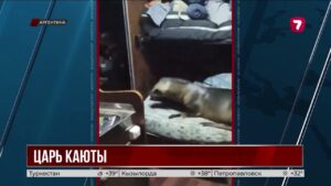 Необычный пассажир: морской лев спокойно уснул на кровати моряков