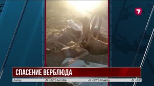 В Аральске спасатели вытащили верблюда из колодца