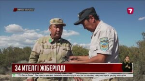 Қызыл кітапқа енген 34 ителгі «Алтын-Емел» ұлттық паркіне жіберілді