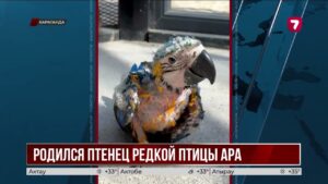 Историческое пополнение: в Карагандинском зоопарке впервые появился птенец ара