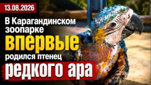 В Карагандинском зоопарке впервые родился птенец редкого ара | 13.08.2026 — Дневные новости