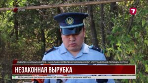 Больше 100 деревьев незаконно вырубили в триатлон-парке Актобе
