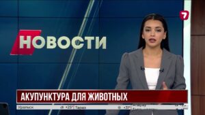 Иглоукалывание помогает животным во Флориде