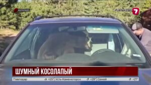 Медведь устроил ночной концерт, застряв в машине