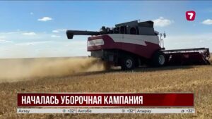 Аномальная жара ускорила уборку зерновых