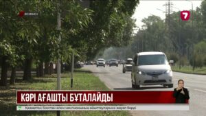 Өскеменде ескі ағаштарды санитарлық бұтау жұмыстары қарқын алды