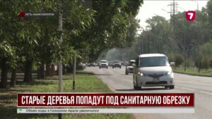 В Усть-Каменогорске усилят санитарную обрезку деревьев
