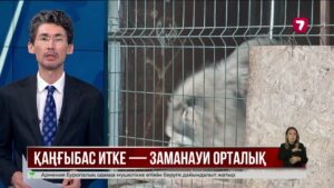 Қостанайда қаңғыбас жануарларға арналған мемлекеттік орталық салынбақ