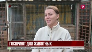 Костанай ускорит строительство приюта для бездомных животных