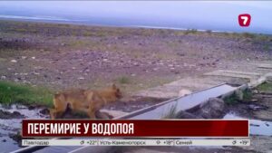 Волк и куланы встретились у одного водопоя в Алтын-Эмеле