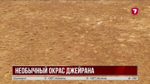 Джейрана с необычным окрасом заметили в «Шарыне»