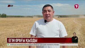 СҚО диқандары 900 мыңнан астам гектар астықты жинап үлгерді