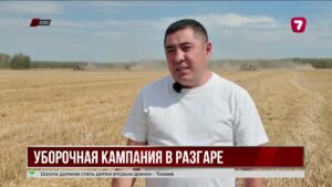 Уборочная кампания на севере Казахстана: собрано уже более 900 тысяч гектаров