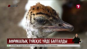 Павлодардағы қарапайым жеке аула нағыз экзотикалық бұрышқа айналған